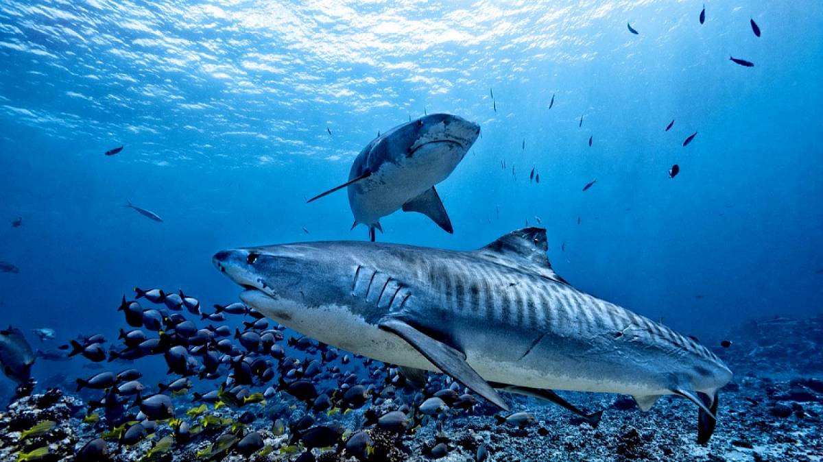 Od filmu „Čelisti“ se jich skoro každý bojí, ale jací žraloci jsou opravdu nebezpeční?