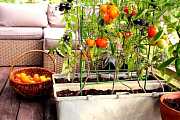 Zelenina a bylinky, které se dají pěstovat i uvnitř bytu aneb vypěstuj si sám