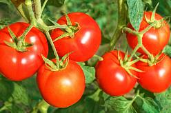 Tajemství bohaté úrody rajčat: Jak zasadit a pečovat o rajčata pro maximální výnos