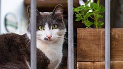Vyžeňte cizí kočky ze svých zahrad a dvorů pomocí rostlin, postřikovačů a dalších osvědčených triků