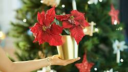 Radujte se z vánoční hvězdy nejen o svátcích. Při správné péči vykvete i příští rok