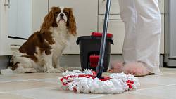 Vyrobte si čisticí prostředky na podlahu, které jsou šetrné k domácím mazlíčkům, ale přitom účinné