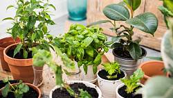 Odhalte tajnou zbraň proti domácím plísním: Rostliny, které čistí váš vzduch