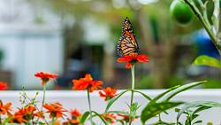 Odhalte tajemství motýlího ráje: Přilákejte motýly, kteří oživí vaši zahradu