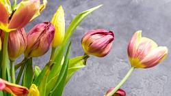 Když tulipánům ve váze klesnou hlavičky, ještě je neodepisujte. Přivolejte na pomoc noviny a šumivý nápoj