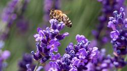 Proměňte svou zahradu ve včelí království. Stačí k tomu divoké kvítí a útulný hotýlek