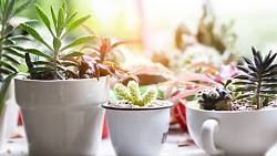 Drobné rostlinky udělají ve vaší domácnosti velkou parádu, a přitom zaberou jen málo místa