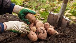 Kdo chce sklízet hodně brambor, musí mít pod čepicí a začít sázet ve správný čas