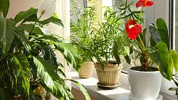 Najděte ideální rostlinu pro každý kout domova: Průvodce nejlepšími pokojovými rostlinami, které si zamilujete