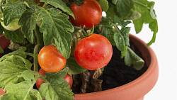 Návod na pěstování rajčat v květináčích a truhlících: Výběr odrůd, příprava půdy a správná péče