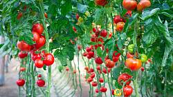 Jak na bohatou úrodu rajčat? Vyhněte se těmto typickým chybám
