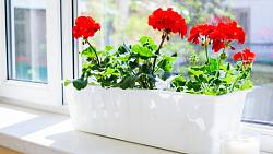 7 nejkrásnějších červených pokojových rostlin, které stojí za to mít doma