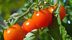Pěstování rajčat: Vhodné a nevhodné rostliny v okolí rajčat