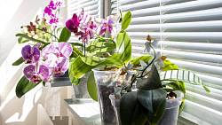 Orchidejové vzdušné kořeny: Můžete je zastřihovat, ale řiďte se pevně danými pravidly, abyste rostlině neublížili Orchidejové vzdušné kořeny: Můžete je zastřihovat, ale řiďte se pevně danými pravidly, abyste rostlině neublížili