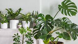 Monstera patří mezi nejoblíbenější pokojové rostliny pro náročné – zde jsou její nejkrásnější odrůdy Monstera patří mezi nejoblíbenější pokojové rostliny pro náročné – zde jsou její nejkrásnější odrůdy