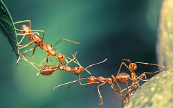 Když se ve snech objeví mravenci, začněte přemýšlet o tom, co vás čeká
