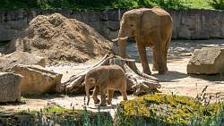 Kam se hrabe Praha. Vyhlašujeme nejlepší ZOO v Česku. Nejkrásnější je na jaře a jsou tam davy
