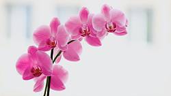 Vaše orchidej nekvete? Zkuste trik s jablkem