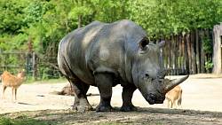 Kam se hrabe Praha. O nejkrásnější ZOO v Česku jste pravděpodobně vůbec neslyšeli