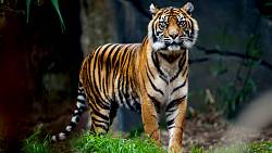 Přátelská šelma nebo krvelačný predátor: Jak se objevuje tygr ve snech vám?