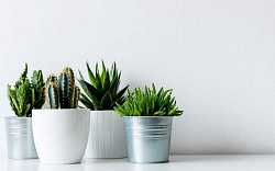 Hledáte nenáročné zelené rostliny do téměř každého bytu? Zkuste kaktusy
