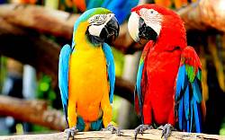 Papoušci: Inteligentní společníci a exotičtí domácí mazlíčci, ale pozor na následující komplikace
