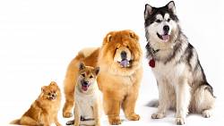 Majitelé psů podle horoskopu: Jaký pes se k vám hodí podle vašeho znamení zvěrokruhu?