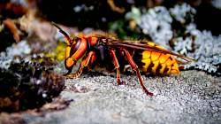 Malí ale nebezpeční: Těmto druhům hmyzu se raději vyhýbejte