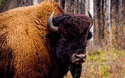 Fenek, bizon nebo dokonce největší hlodavec na světě: Tato zvířata teoreticky můžete chovat