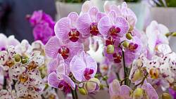 Odrůdy orchidejí, které se snadno pěstují a zvládne to i začátečník
