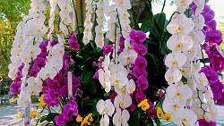 Čeho se vyvarovat, když se pustíte do pěstování orchidejí