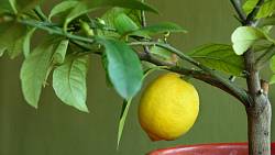 Užitečné hobby: Vypěstujte si své vlastní citrony se stoprocentní zárukou kvality BIO