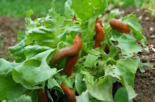 Ochraňte zeleninu před škůdci: Můžete ji schovat mezi nevábné rostliny nebo na zahradu nalákejte berušky