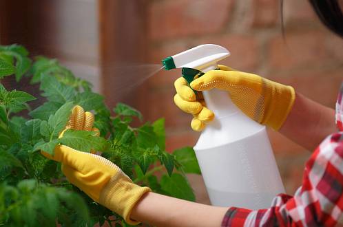 Přírodní zázraky v boji proti plevelu a škůdcům: Zatočte s nimi bez chemie