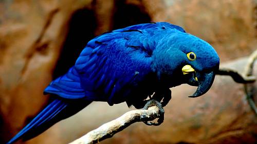 Barevní, inteligentní, ale kriticky ohrožení: Tito papoušci přežívají jen tak tak