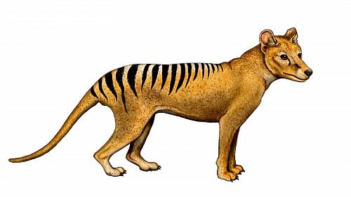 Největší australská šelma byla člověkem vyhubena. Ale neexistuje někde v lesích poslední vakovlk? Největší australská šelma byla člověkem vyhubena. Ale neexistuje někde v lesích poslední vakovlk?