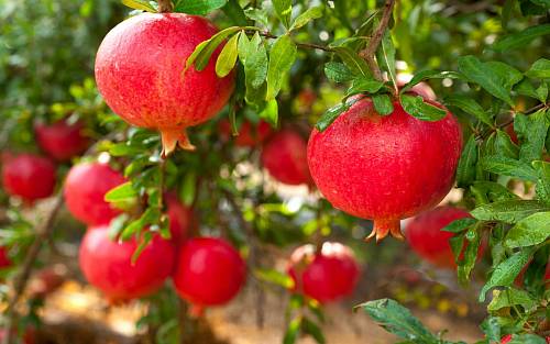 Léčivá síla a použití granátového jablka