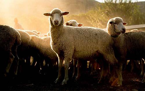 Proč se ovce nepotí aneb znáte výrobky z merino vlny?