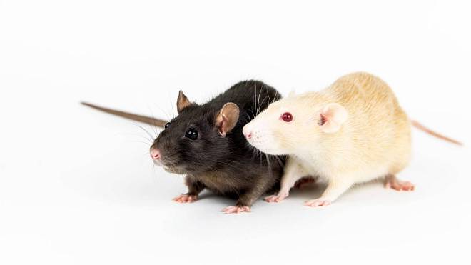 Sen o myších může značit sblížení se se stínem či alegoricky vyjadřovat problémy, které hlodají naši mysl