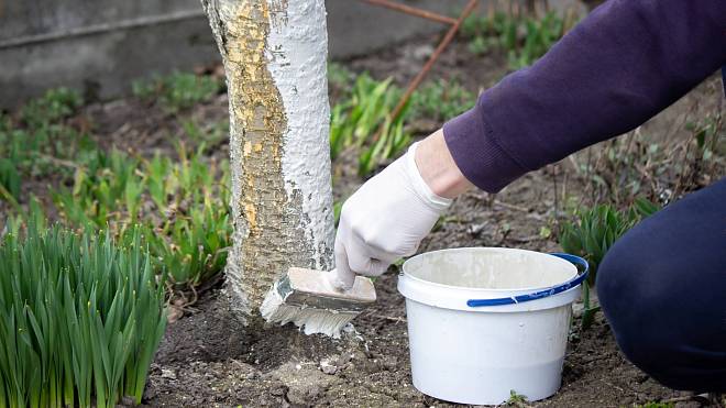 Podzimní bělení stromů jako nejlepší ochrana proti mrazu i spálení sluncem