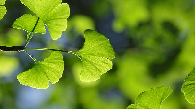 Ginkgo biloba: Živoucí fosilie s moderním využitím