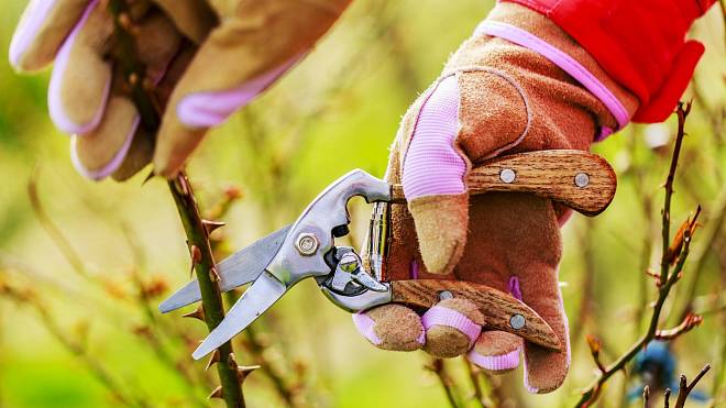 Mám rád čas růží – aby ale bohatě vykvetly, musíte na jaře provést důležitý řez