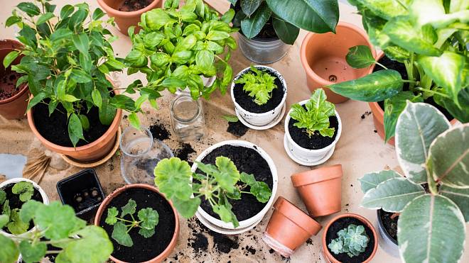 Pokojové rostliny, které dodají šmrnc i tomu nejtmavšímu zákoutí Vašeho bytu