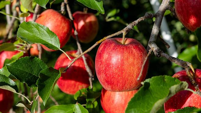 Jak dosáhnout rekordní úrody jablek? Začněte s těmito hnojivy již toto jaro a uvidíte rozdíl