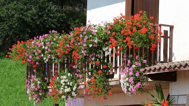 Muškáty na balkoně: 4 důvody, proč byste muškáty na balkon rozhodně sázet neměli