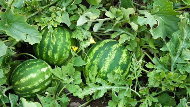 Osvěžující meloun z vlastní zahrádky? Jde to i u nás, možná nebude mít 10 kg, ale překvapí lahodnou chutí a čerstvostí