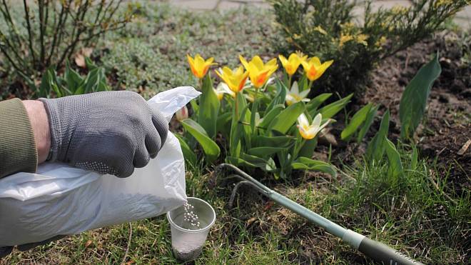Triky zkušených zahradníků: Jak přirozeně pohnojit půdu bez chemie a podpořit růst rostlin