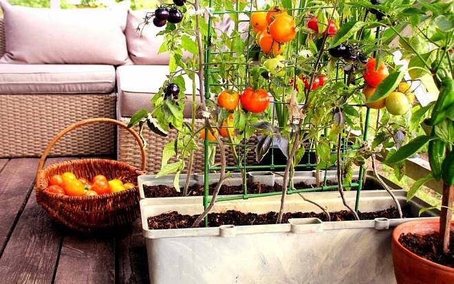 Zelenina a bylinky, které se dají pěstovat i uvnitř bytu aneb vypěstuj si sám