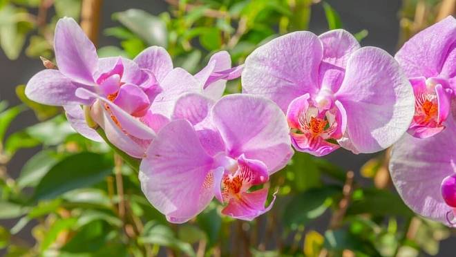 Kašlu na orchideje. Tahle pokojovka je 100x krásnější a nemá hnusné kořeny