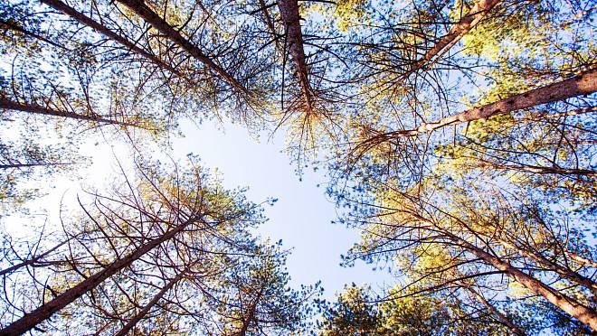 KVÍZ: Botanický přehled - Ověřte si, jak dobře znáte stromy a byliny v našich lesích